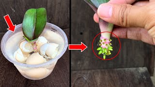 The magical secret for orchids to take root quickly First time sharing [upl. by Oralia]