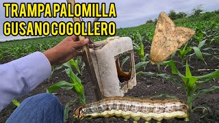 trampa para palomilla que caga al gusano cogollero con melaza [upl. by Alain882]