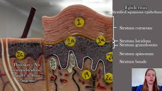 Anatomy of the Skin [upl. by Nerte]