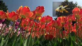 Skagit Tulip Festival  RoozenGaarde 20180425 4K UHD [upl. by Leziar99]