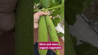 Organic terrace gardenharvestingcuttingviral video📸organic vegetableterrace gardensubscribe🙏❤️ [upl. by Dhaf609]