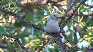 Birds of Northern South Africa part 5 [upl. by Aneerahs]