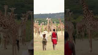 Safari on Foot Maasai Warrior and Towering Giraffes [upl. by Aivul]