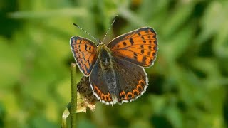 lycaena tityrus 2  butterflies of Greece [upl. by Anerres]