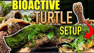 EASY BIOACTIVE TURTLE TANK SETUP  Leaf turtle habitat [upl. by Aushoj231]