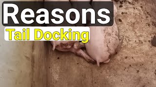 Reasons for cutting or docking pig tails  Tail Docking pig [upl. by Alica]