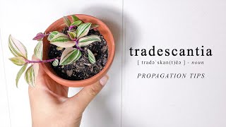 Tradescantia Nanouk 3 ways for Easy Propagation [upl. by Retluoc]