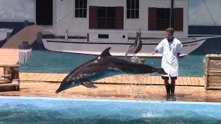 Sea Lion amp Roughtoothed Dolphin Show at Gulf World Marine Park 5717 [upl. by Arhsub37]