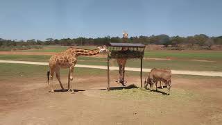 Monarto Safari Zoo [upl. by Nodrog869]