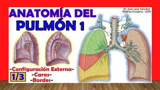 🥇 PULMÓN 13 Anatomía Configuración Externa Caras y Bordes Fácil y Sencilla [upl. by Cece]