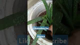 Alovera 🌱🌱🌱🌱🌱beautiful plant  like ampsubscribe [upl. by Neila]