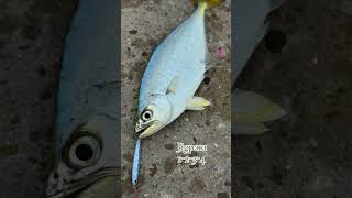 Majorcraft Jigpara Slim BFSLight Shore Jigging bfsfishing saltwater fishing inshorefishing [upl. by Whitford535]