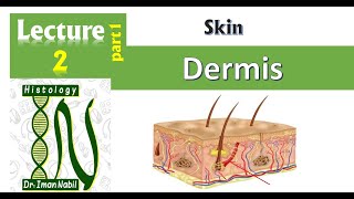 2aHistology of the dermis part1Skin [upl. by Vere]