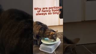 Shame upon tiny portion sizes 😿😾 cat cats catmemes catlover food funnycat catlife cutecat [upl. by Panther]