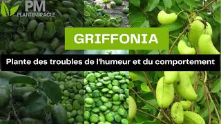 🌿 GRIFFONIA  Griffonia simplicifolia  plante des troubles de l’humeur et du comportement [upl. by Neltiak]