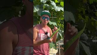 Vertical farming with okra on an aeroponic tower okra verticalfarming towergarden aeroponics [upl. by Sayer]