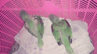 Alexandrine Parrot growth stages  Parrot growing day by day  baby parrot growing up  Bird Alex [upl. by Aerdnaed]