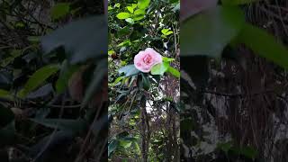 12112024 Canning Ezeiza Buenos Aires Argentina 🦜🦜🦜🦜👍🌸🌸🌸🌸🌸 rosas nature rose plants flores [upl. by Trofmoc]