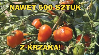 Nawet 500 sztuk  Pomidor Koktajlowy Czerwony Megagroniasty  Uprawa Na Balkonie W DonicySezon 2024 [upl. by Hedley]