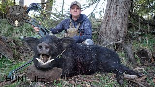 Bowhunting winter boars [upl. by Assirek]