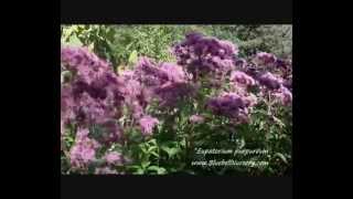 Eupatorium purpurea [upl. by Rosenbaum]