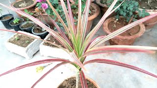 Dracaena Marginata Care and repotting [upl. by Arbe]