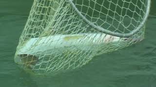 Wildside Adventures Travel Service  Belize River Lodge Tarpon Snook Bonefish [upl. by Emiaj]