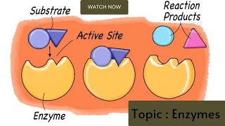 Inhibitors of enzymes [upl. by Aehs]