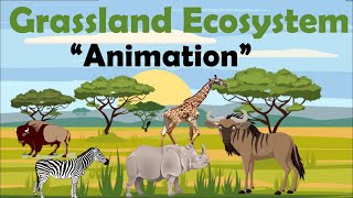 GRASSLAND ECOSYSTEM  Animation [upl. by Oiliruam607]