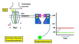 Excitation Contraction Coupling In The Skeletal Muscle [upl. by Isdnyl]