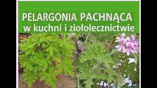 Geranium  Pelargonia pachnąca  anginka Właściwości zdrowotne [upl. by Tallbot]