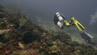 St Croix North Shore reef dive September 2024 [upl. by Eah]