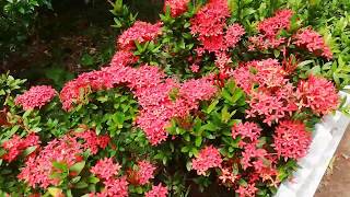 Rathmal Jungle gernnium Tree Ixora coccinea [upl. by Neel]