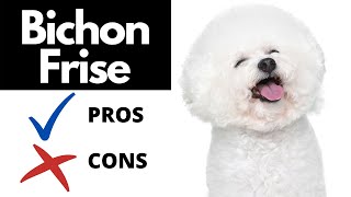 Bichon Frise Pros And Cons SHOCKING [upl. by Minsk]