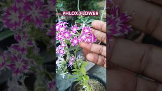 Phlox Flower phlox shorts ytshorts gardening reels tending viralshorts garden [upl. by Nahtanoj721]