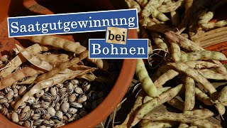 Saatgutgewinnung bei Bohnen Anleitung und Tipps  so gelingt der Samenbau [upl. by Ezmeralda]