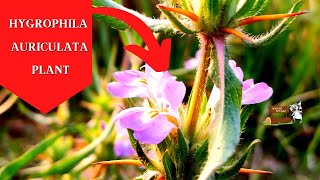 Rare Hygrophila auriculata Plant Nature Speakz [upl. by Antsirhc]