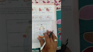 Development of larynx [upl. by Buonomo675]