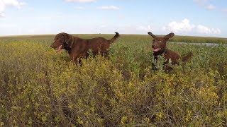 Chesapeake Bay Retriever  Katies First Boat Ride  EP 24 [upl. by Charil]