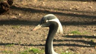 Demoiselle Crane Anthropoides virgo  Jungfernkranich [upl. by Llertnod]