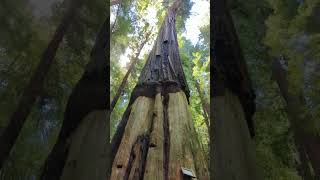 The Girdled Tree at Avenue of the Giants [upl. by Raffaj]