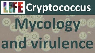 Cryptococcus mycology and virulence [upl. by Haines]