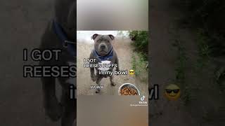 REESES PUFFS EAT EM UP EAT EM UP DOGGO EDITION Credit doggomusicvideo on TikTok [upl. by Ayerim]