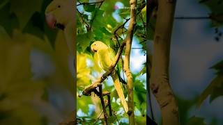 quotParrots of India Vibrant Wings and Natural Voicesquot [upl. by Nirda]