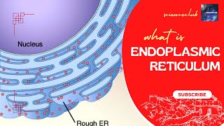 What is endoplasmic reticulum [upl. by Nevi]