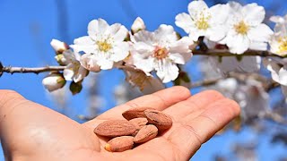 INTRO to AllInOne Almond Tree Prunus dulcis Selfpollinating [upl. by Akym]