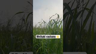 Metha ki vachanu shorts ytshorts farmarvlog farming villagelife telugushorts vlogdailyvlog [upl. by Ethelbert]