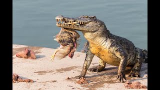 Crocodile Feeding on its prey [upl. by Asserrac282]