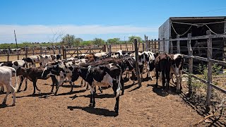 LOTE DE BEZERRAS JOVENS A PARTIR DE 6 MESES FAZENDA ZÉ DE DANDA EM CACHOEIRINHA PERNMABUCO [upl. by Gleich]