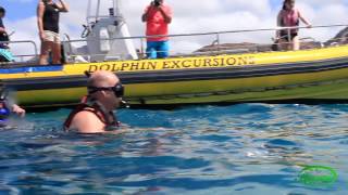 Oahu Wild Dolphin Swim and Snorkel Excursions [upl. by Eduard400]